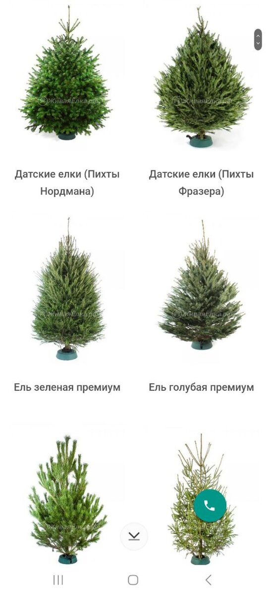    Елки на Живаяелка.рф. Источник: архив автора