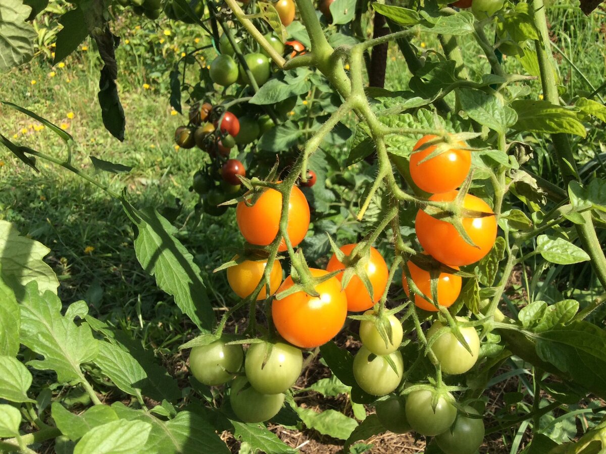 Семена томатов вишня барри