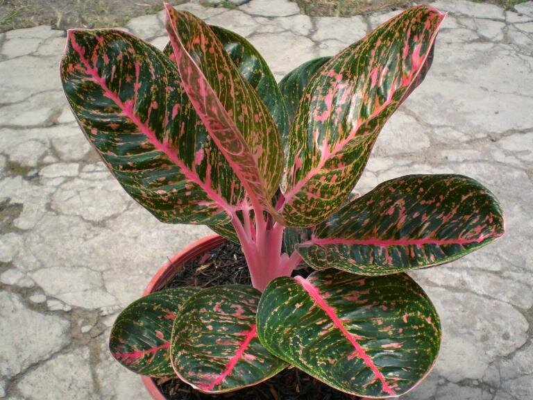 aglaonema Angela