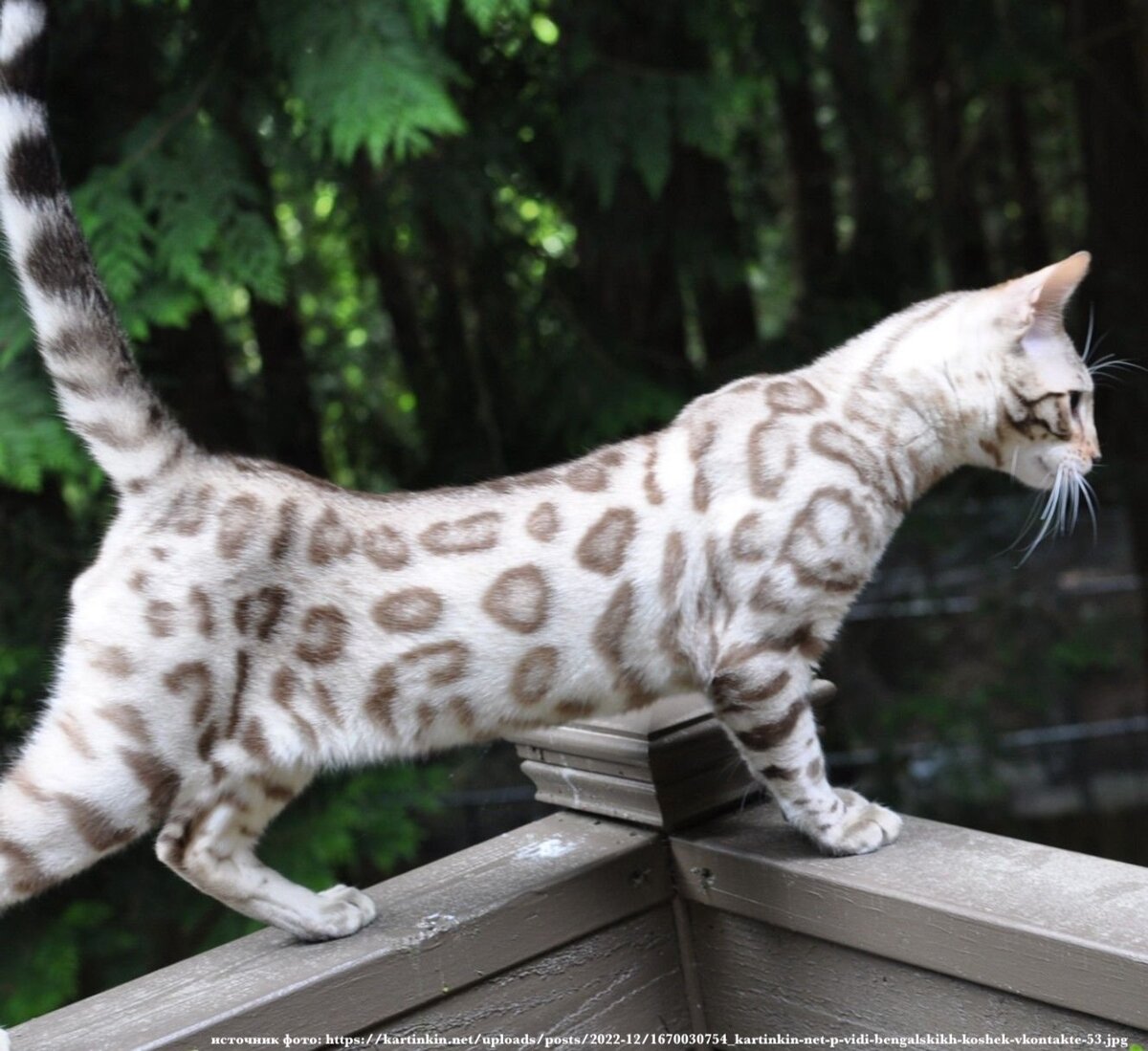 Типа леопард»: пятнистые породы кошек | Мой обожаемый кот | Дзен