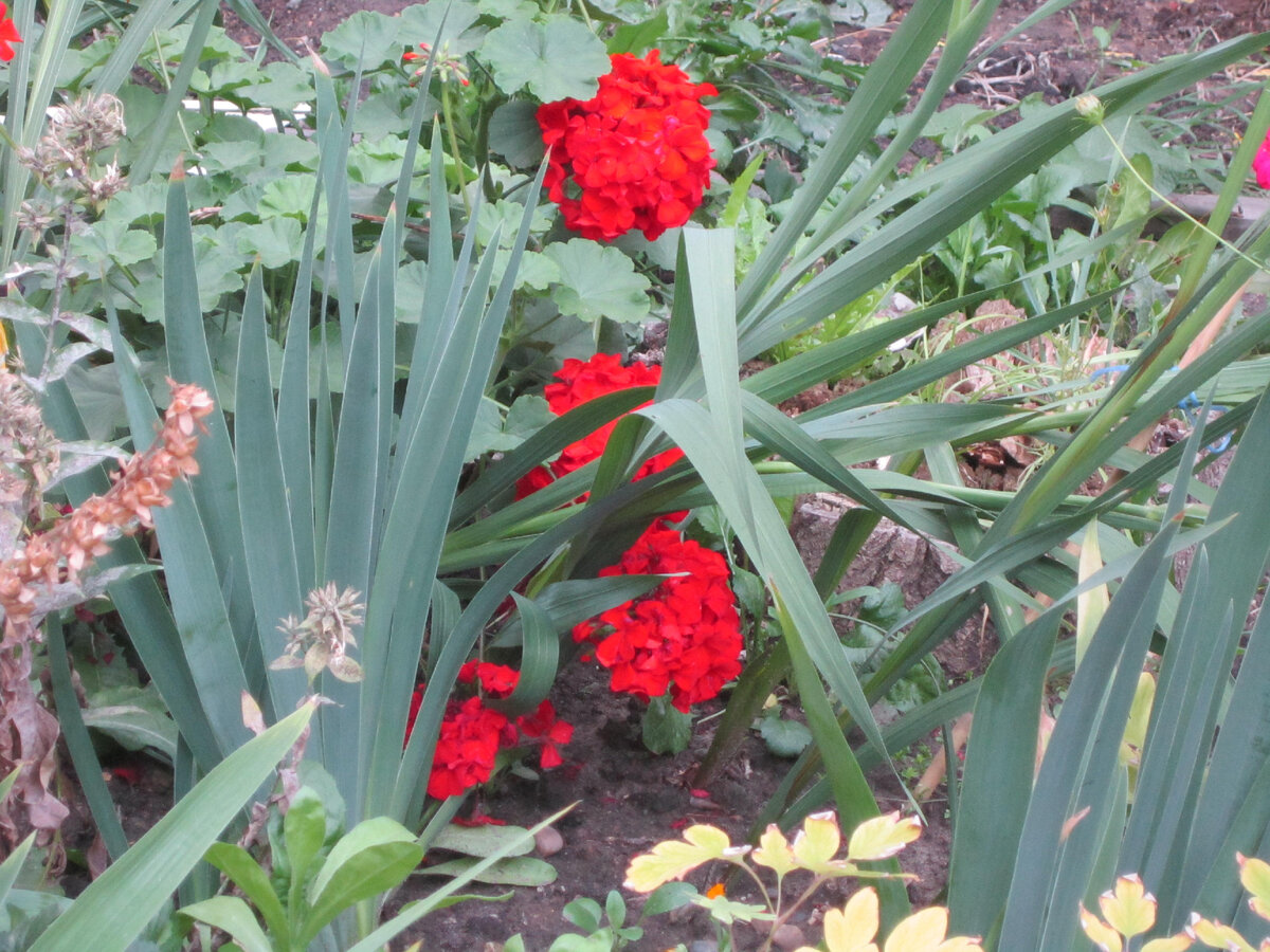 Герань среди листьев ирисов.