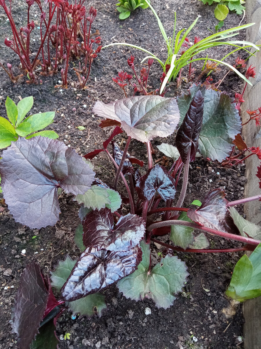 Молодые побеги астильбы (на заднем плане) ранней весной неизменно привлекают к себе внимание. 