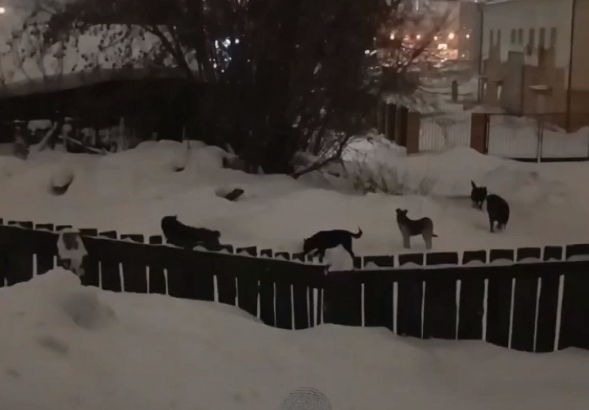    В Новосибирске пожаловались на стаю бродячих собак в центре города