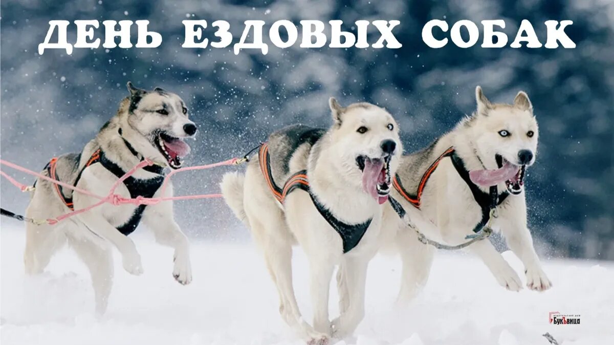 День ездовых собак. Иллюстрация: «Весь Искитим»
