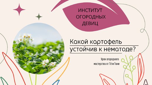 Сорта картофеля нематодоустойчивые и фитофтороустойчивые.