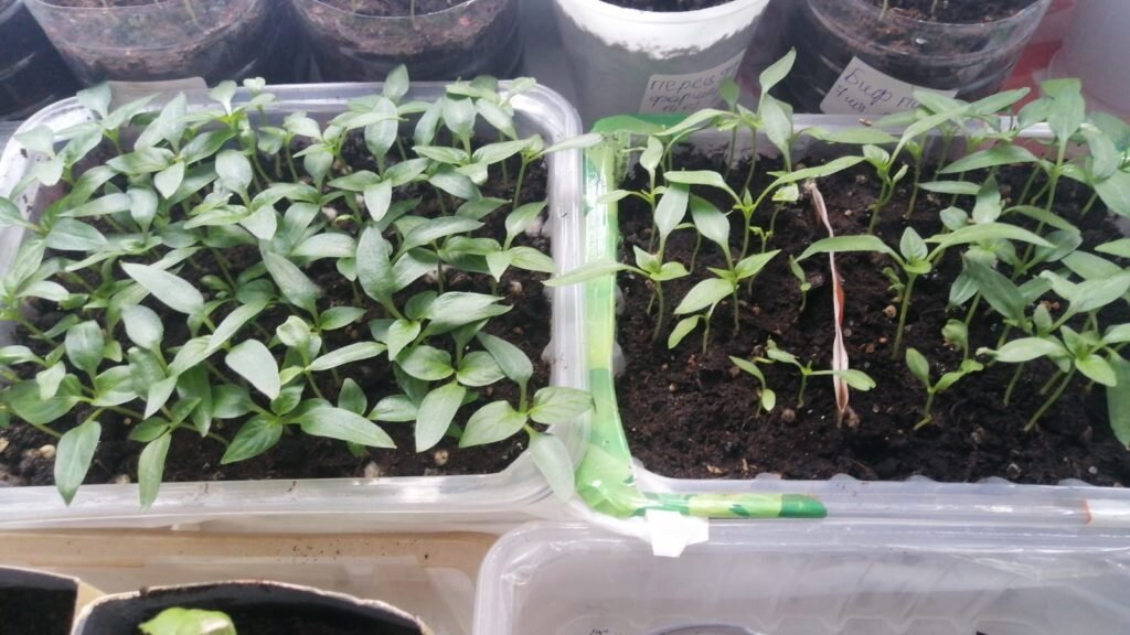 Обычно заболевание поражает молодую рассаду