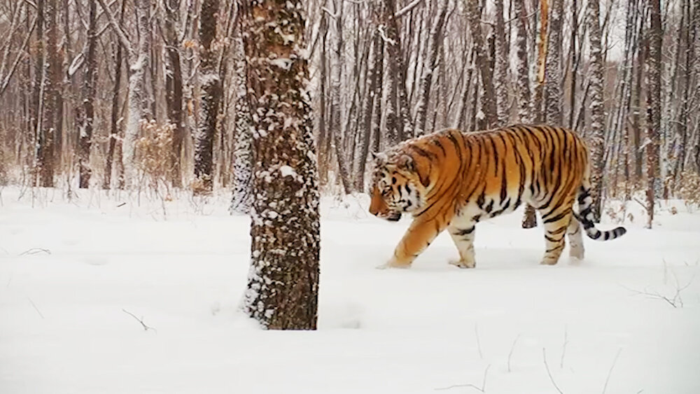    © АО "ТВ Центр"