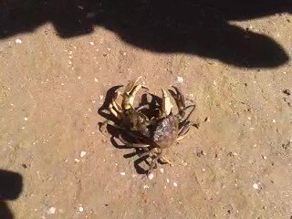 Ставлю на темного.