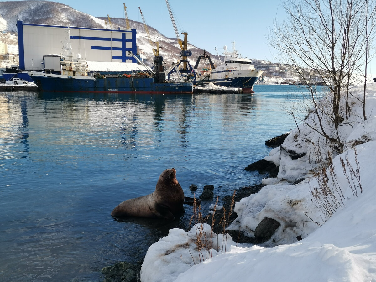 Громадный сивуч в самом центре Петропавловска-Камчатского – обычное дело зимой