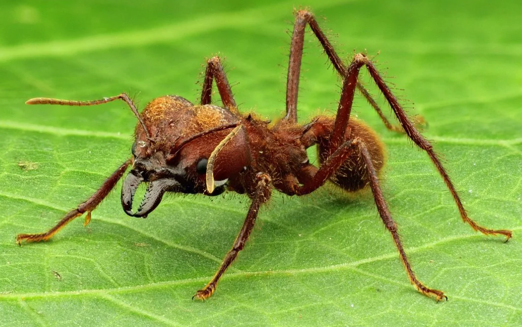 Муравей-листорез