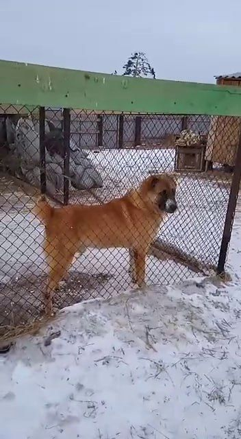 Вот какой красавчик!