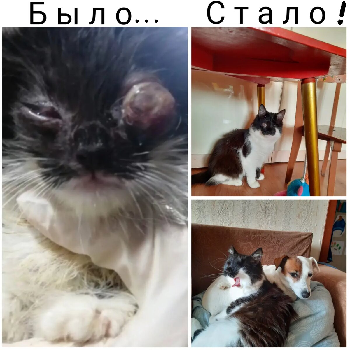 Люба при поступлении в приют и сейчас