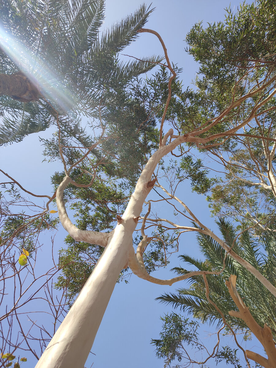 Эвкалипт в Макади Бей