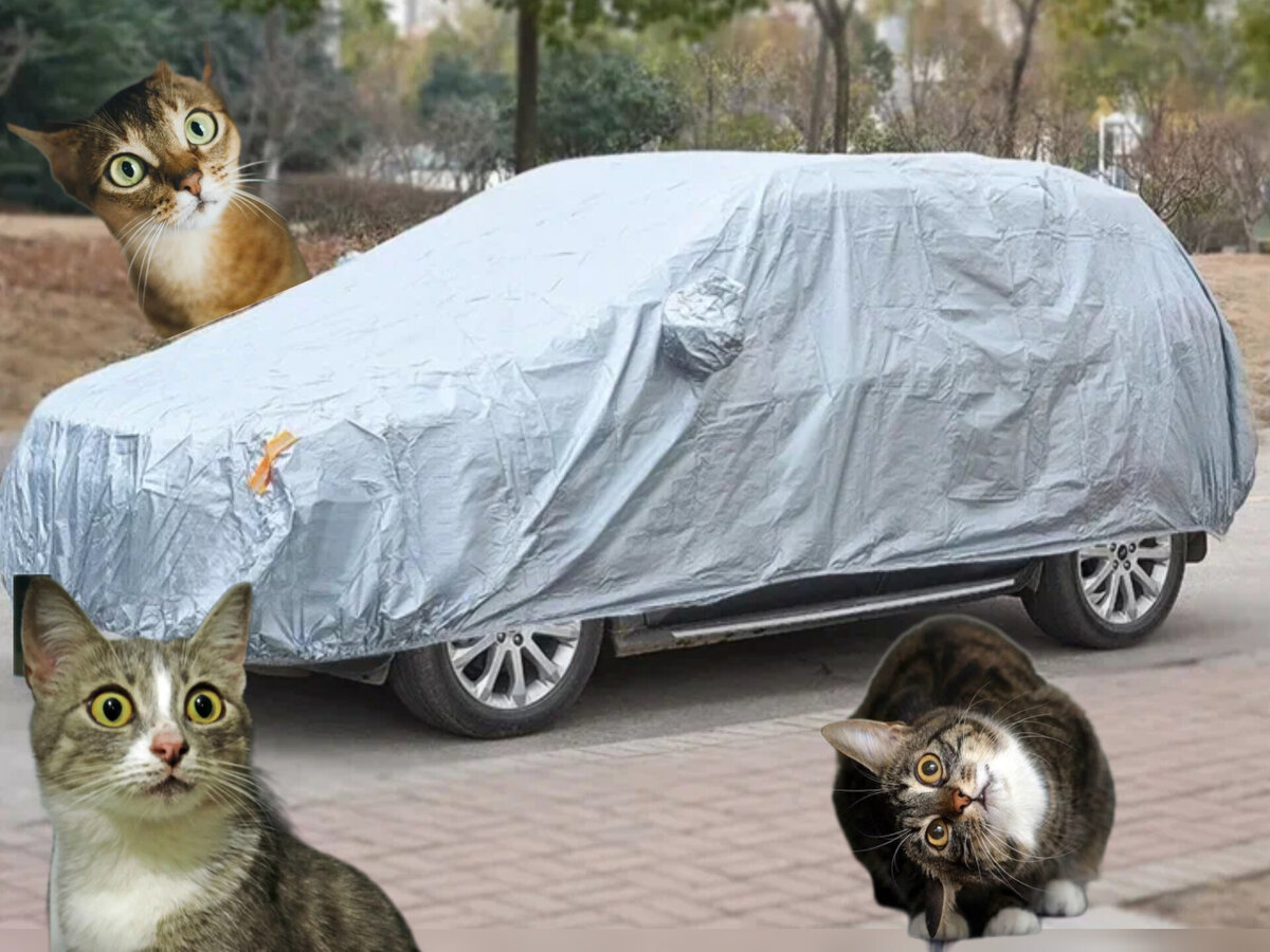 Как защитить машину от уличных кошек. Советы, которые улыбнули | Кошка.ru | Дзен