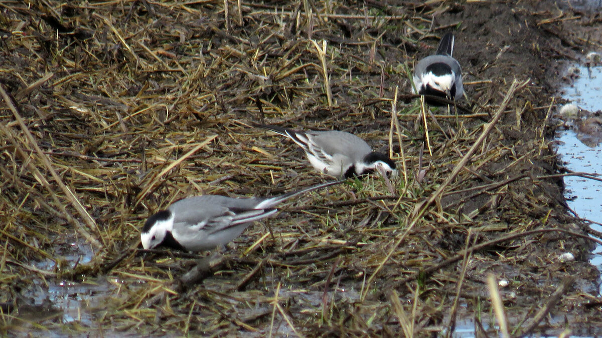Белые трясогузки охотятся на мушек