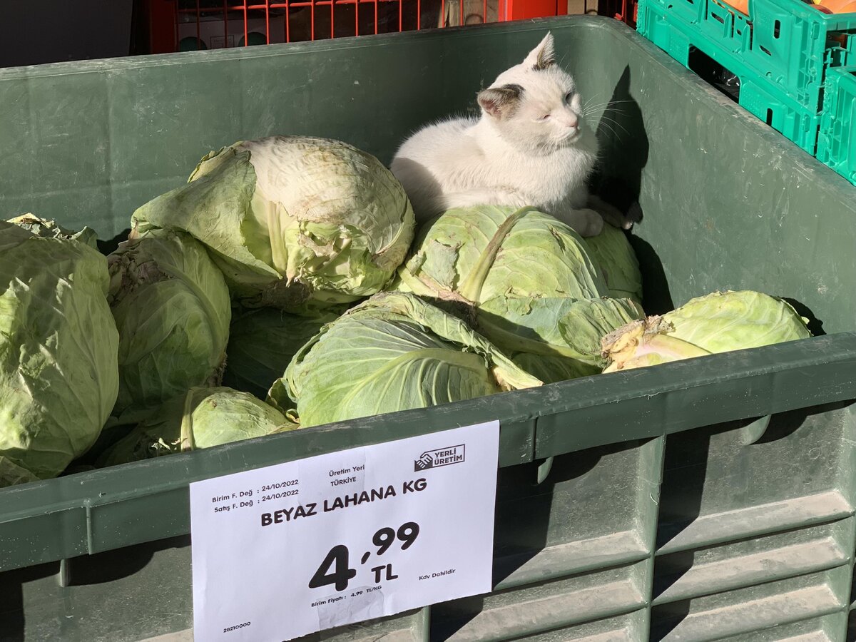 Источник: https://www.reddit.com/r/cat/comments/yfhz47/beyaz_lahana_means_white_cabbage_looks_like_he/