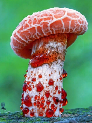 Красные "слезы" родотуса