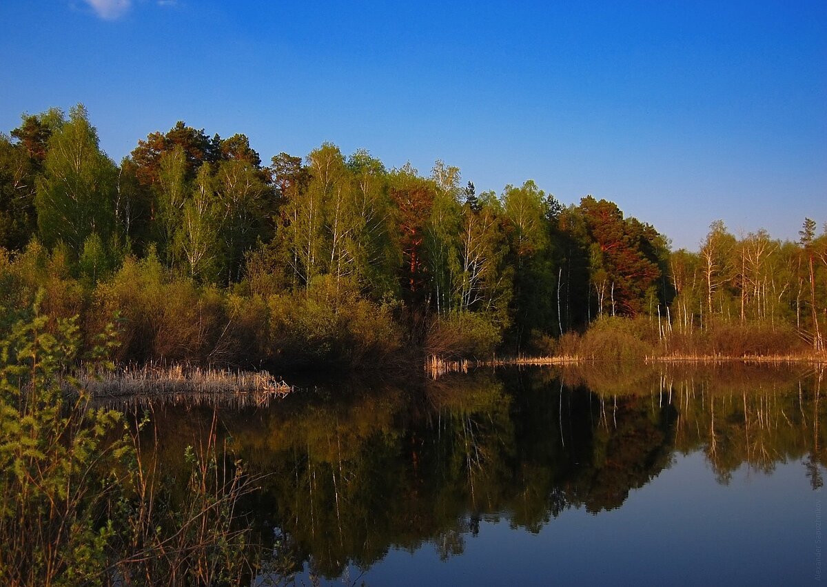 На фото: Челябинский городской бор/ Wikimedia Commons 