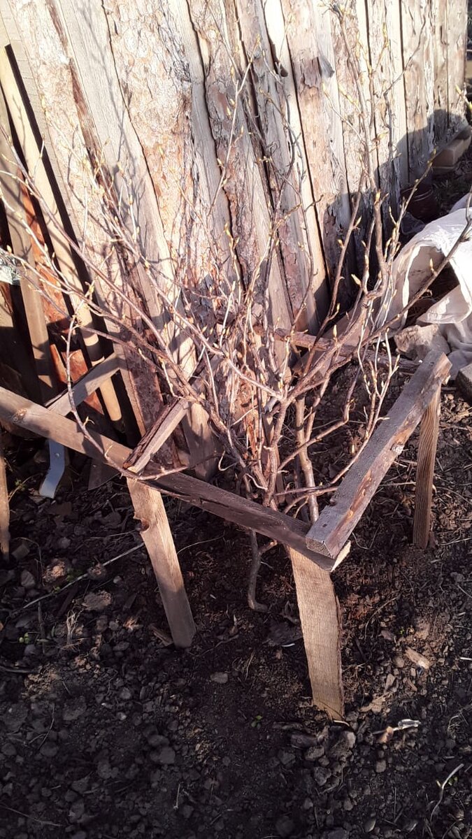 Куст черной смородины.