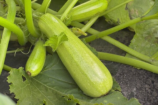 Посадка кабачков (фото из открытых источников)