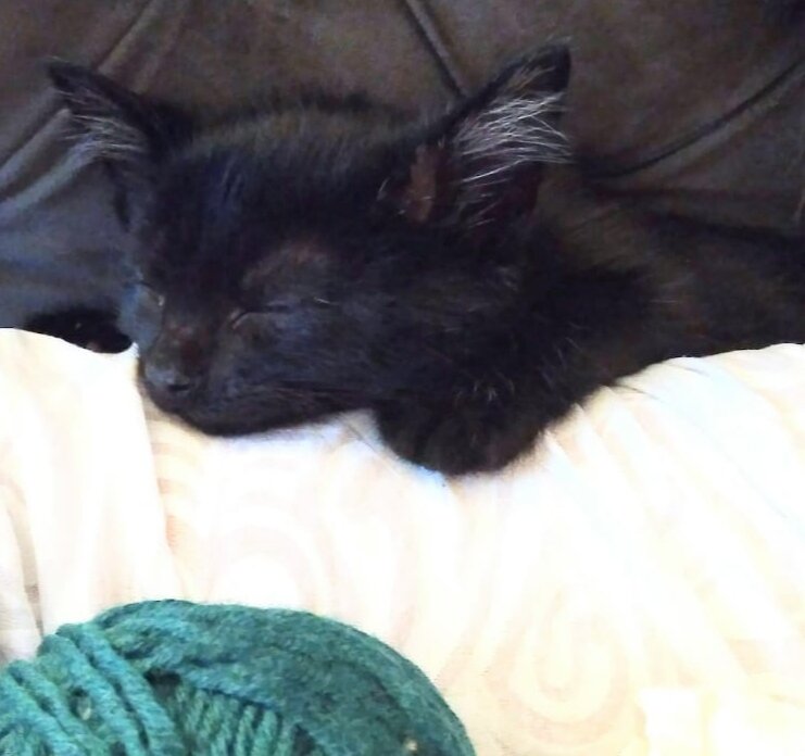 Ягуарыч, когда был котёнком