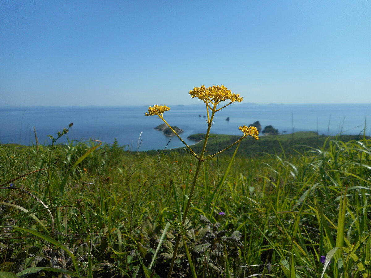 Пейзаж на полуострове Гамова (Хасанский район)