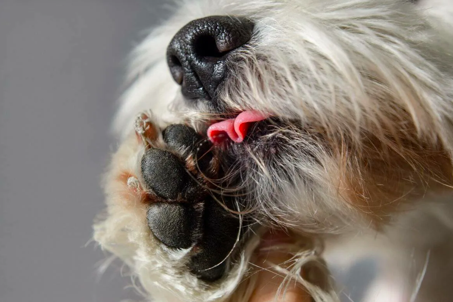     Самая большая странность собак: почему животные делают это?