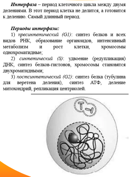 Составьте упрощенную схему мейоза и митоза. Схема митотического деления клетки. Деление растительной клетки. Фаза деления клетки 7 букв. Таблица по биологии 9 класс фазы митоза.