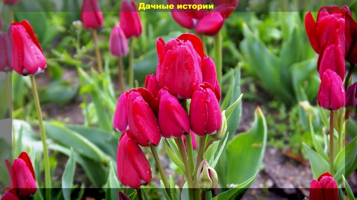 https://vk.com/photo-159774511_457260609. Тюльпан многоцветковый "Kebol"