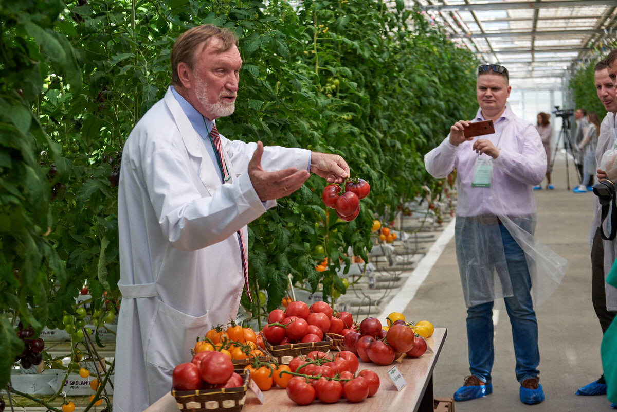 Сергей Гавриш показывает томат «Херсонес F1»