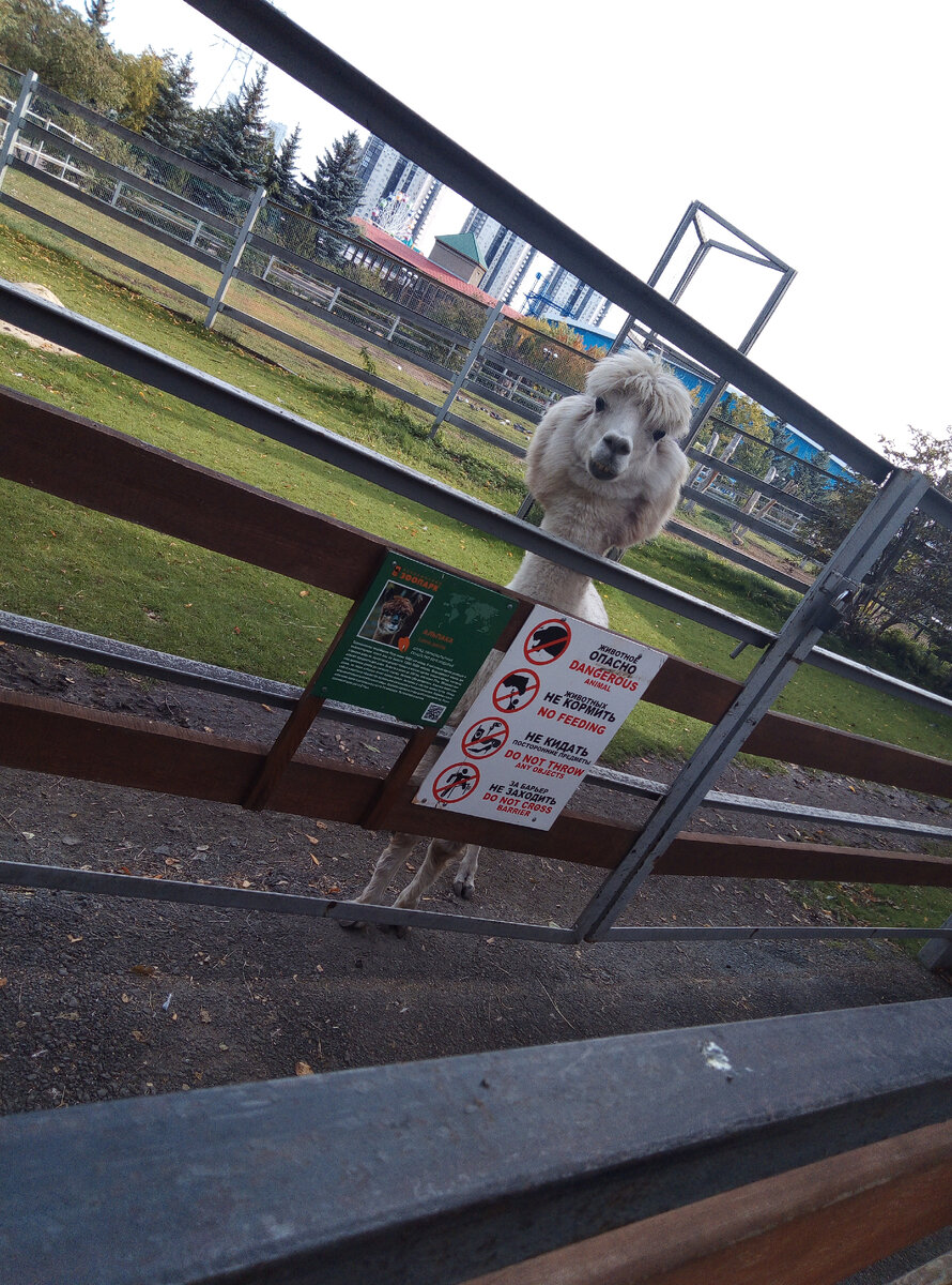 Это альпака. Она самая милая в нашем зоопарке. Фото автора. 