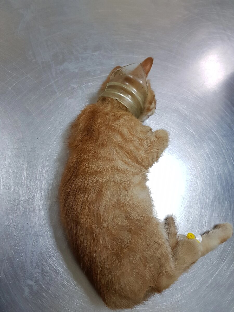 Кот в мешке или кот в банке...