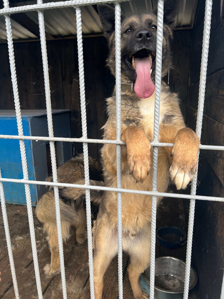 Люди! Гав, читайте быстрее новую статью! 