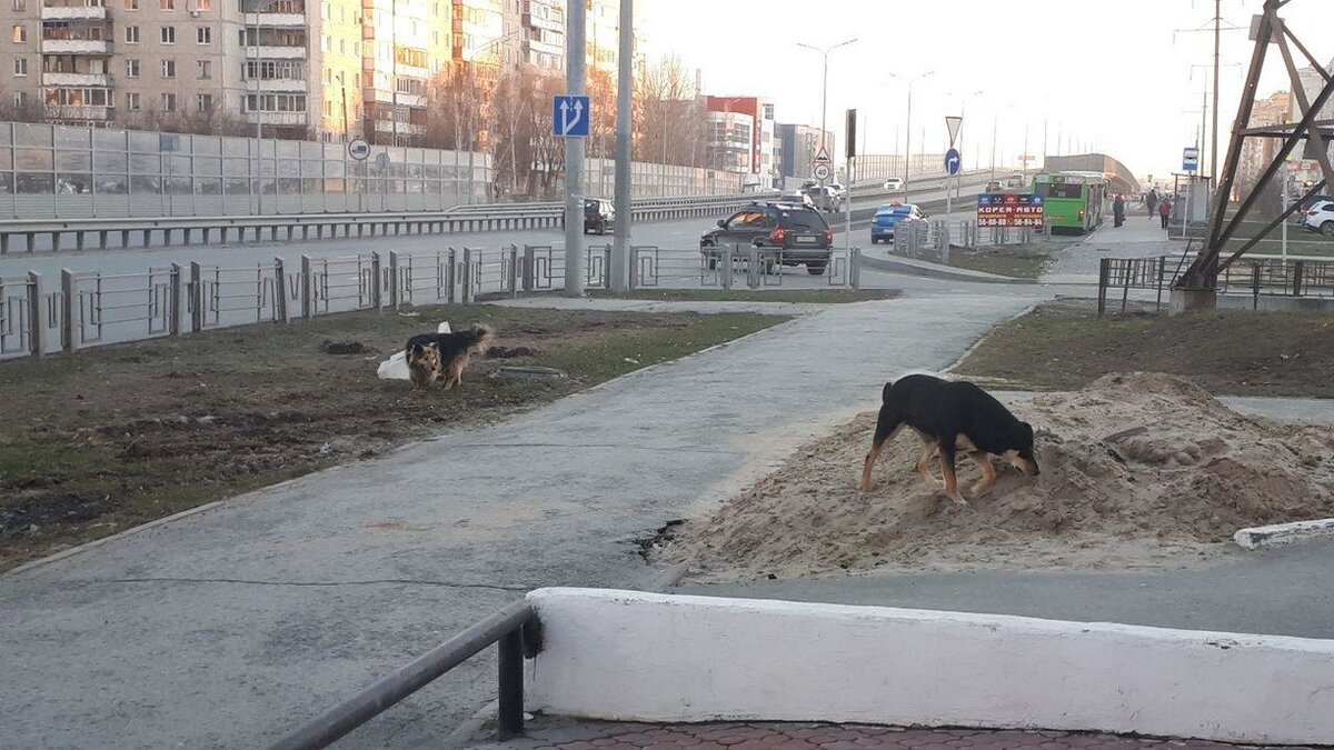     Вартовчанин разозлился из-за того, что животное стало играть с его ребенком.