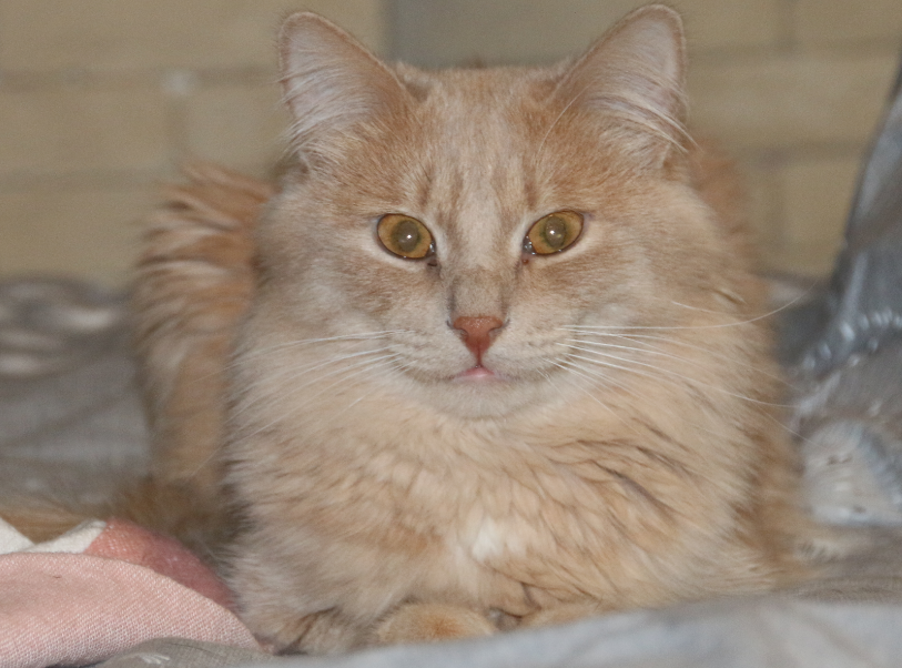 Козявочки..