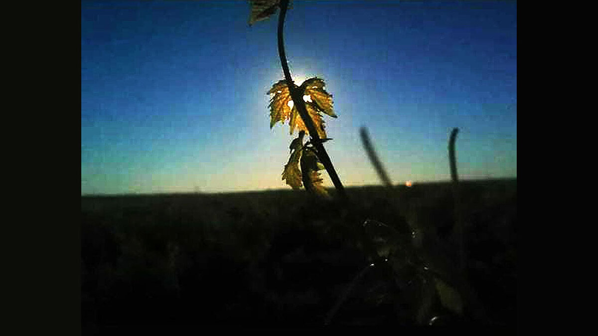 Кошмарненько «смотрит»? А всего-то испанский виноградник утром. 
Всё будет хорошо.
