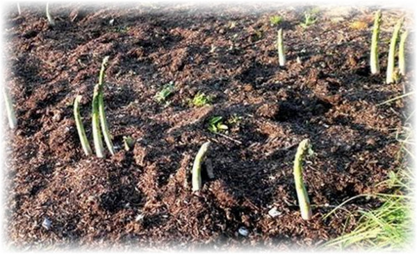 Ближе к зиме следует позаботиться о зимовке аспарагуса, тем более если место ее произрастания - нежилая дача. Для этого спаржу нужно накрыть сухими ветками, чтобы корневая система растения не промерзла - это одно из главных условий правильного выращивания растения.