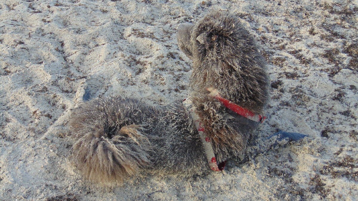 Наш Нерон на пляже