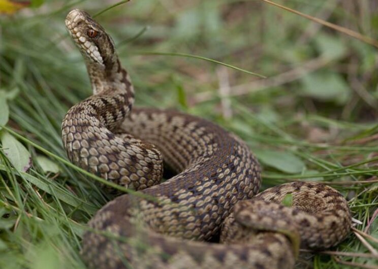 Правда, красивая?