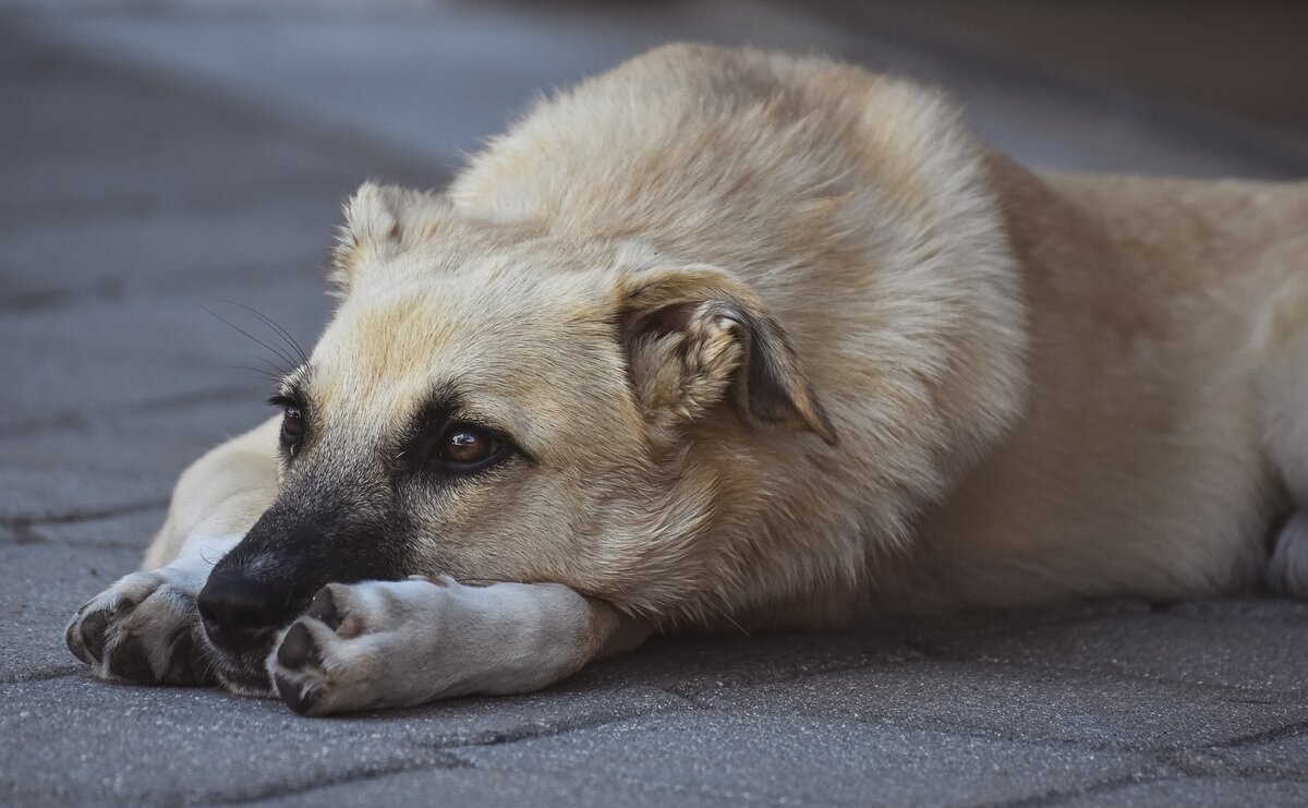 изображение с pixabay.com