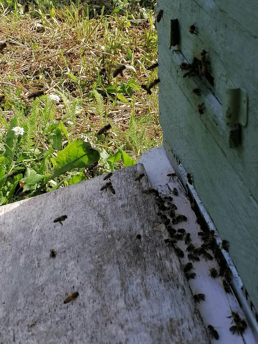 Небольшой облёт после полудня. Некоторое количество пчёл вьются в воздухе головой к летку. Фото автора