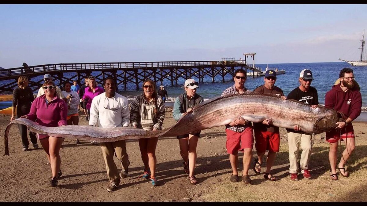 ремень-рыба