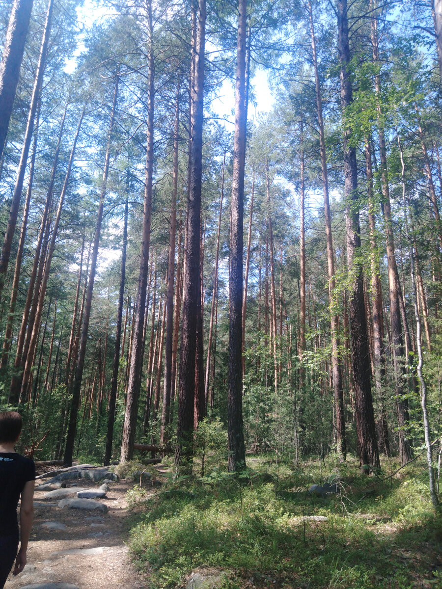 Поход выходного дня-, тропа на Чёртово Городище | Сергей с Севера | Дзен