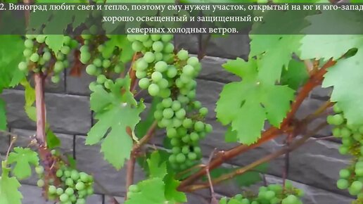 Шестой онлайн-курс современного виноградарства и виноделия