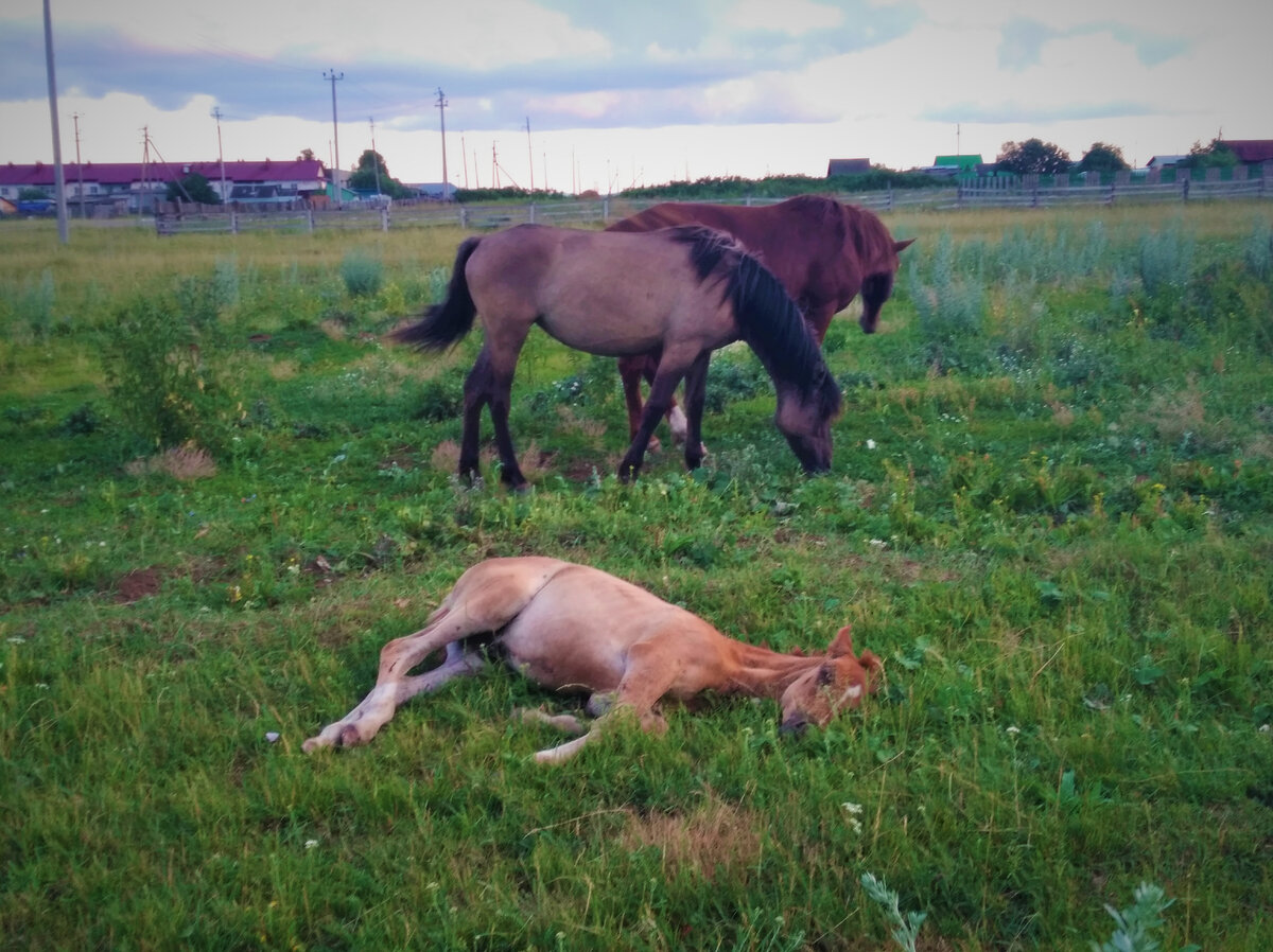 Лошади и жеребенок