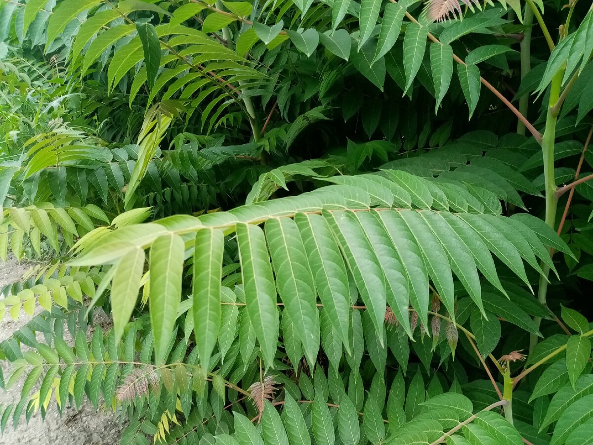 Китайский ясень 6 букв. Ailanthus altissima Айлант высочайший. Дерево вонючка Айлант. Айлант кустарник. Дерево Айлант в Крыму.