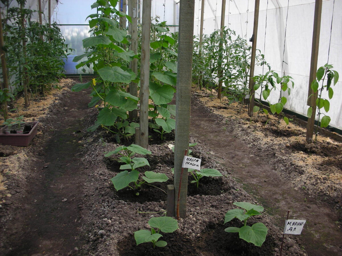 Фото автора статьи