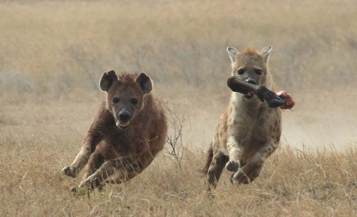 Бежим бежим