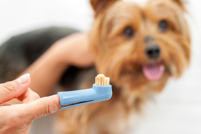 Гигиена полости рта для собак важна так же, как и для человека. 