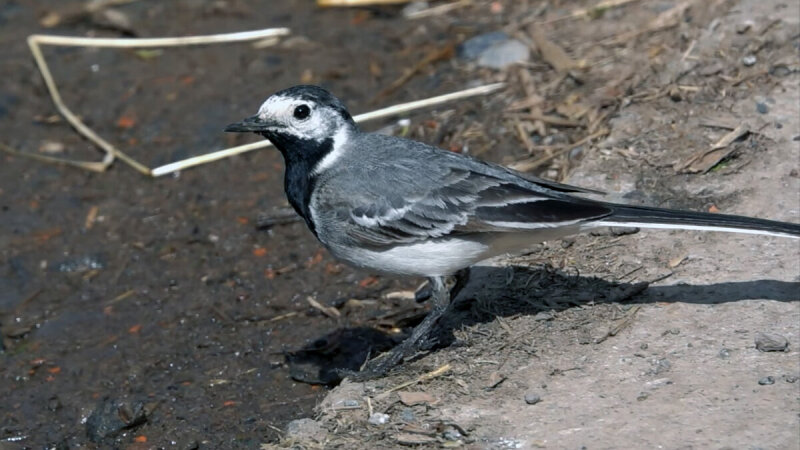 Трясогузка жёлтая (Motacilla flava)